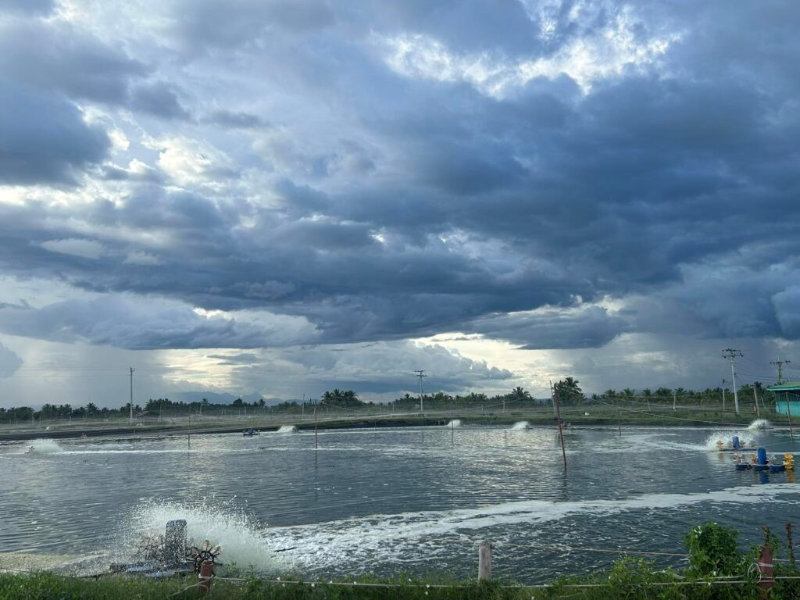 Sanacor has three shrimp farms in Sarangani, General Santos, each producing thousands of tons of shrimp monthly