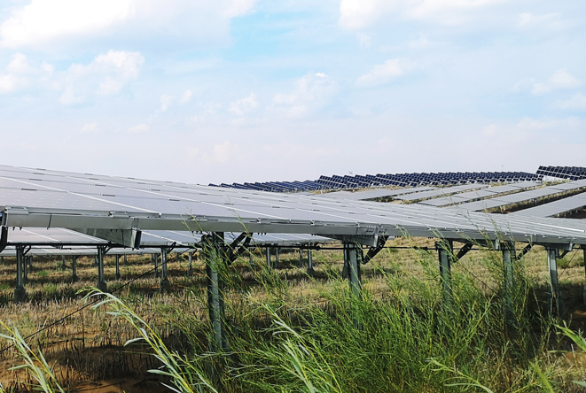 Solar Panels Revitalize the Flora and Life in the Kubuqi Desert